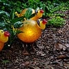 oo_pig_light-objects_amber_flamingo-gardens